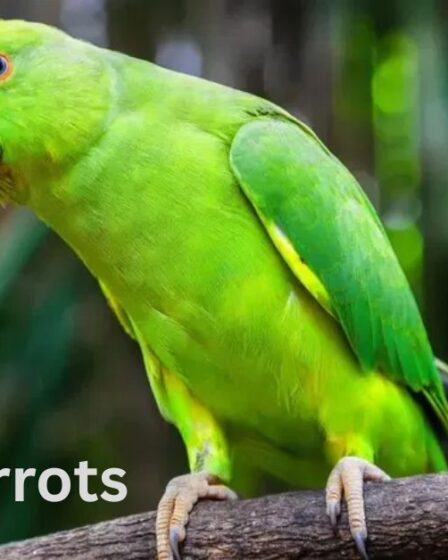 Green Parrots