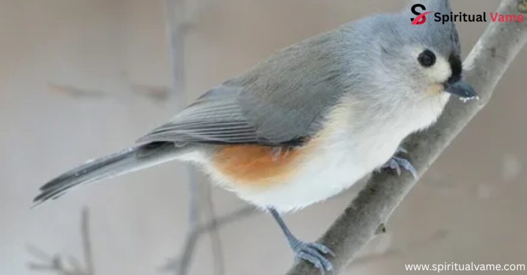 6 Birds Similar to Chickadees 