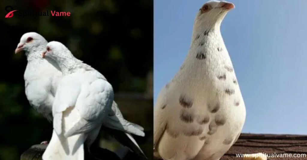 Meet the Birds- Mourning Dove vs. Pigeon