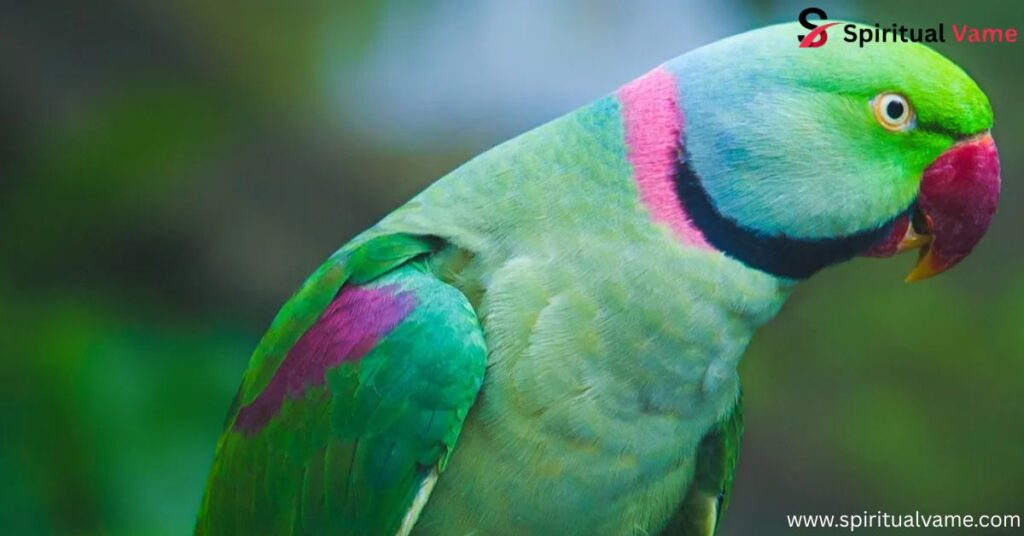 Green Parrots