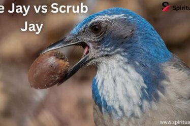 Blue Jay vs Scrub Jay