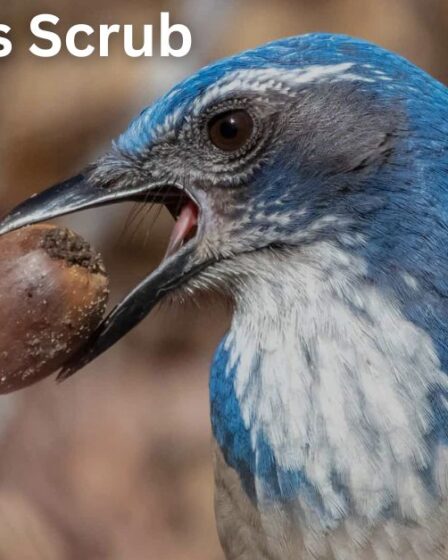 Blue Jay vs Scrub Jay