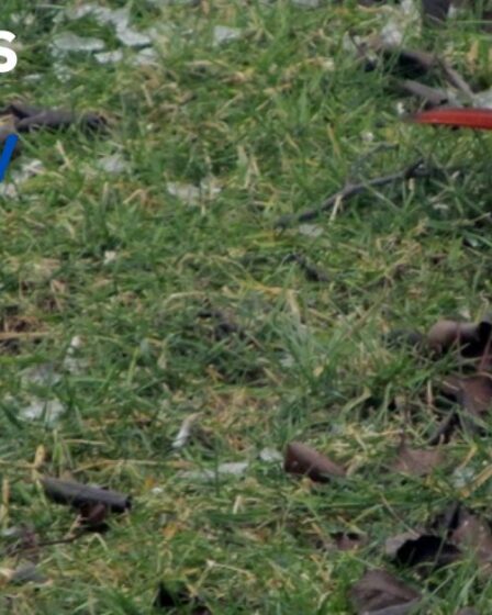 Robin vs Blue Jay