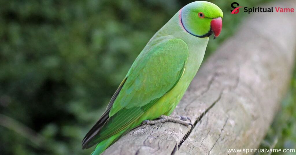 Green Parrots