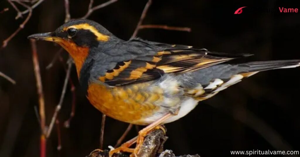 Varied Thrush