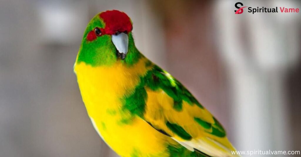 Green Parrots