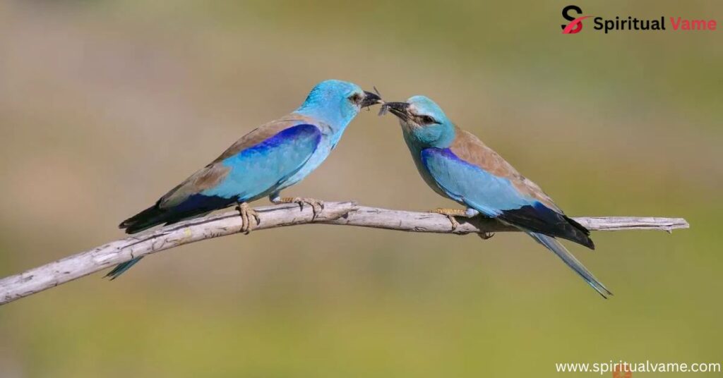 Blue Jay vs Scrub Jay