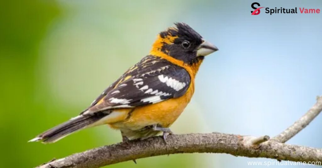 Black-Headed Grosbeak