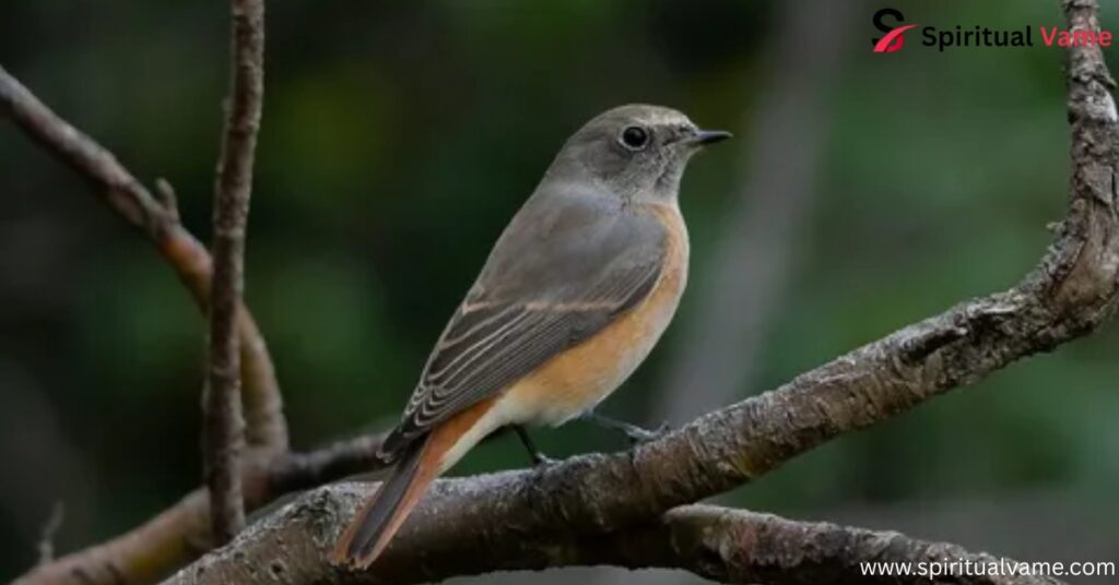 Common Redstart