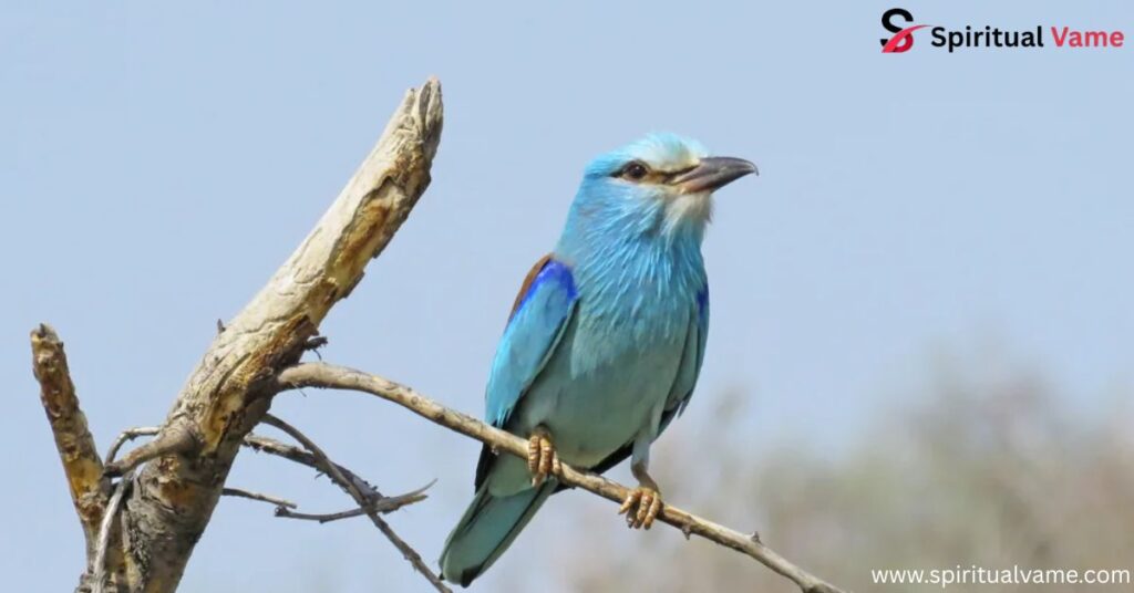 Blue Jay vs Scrub Jay