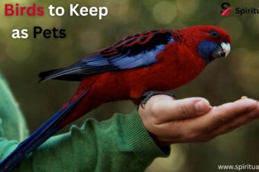 Red Birds to Keep as Pets