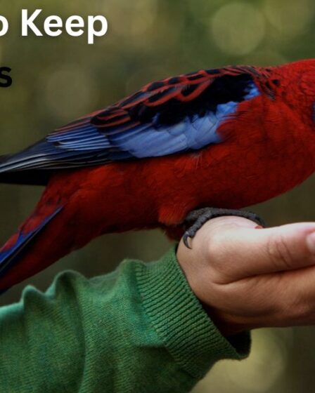 Red Birds to Keep as Pets