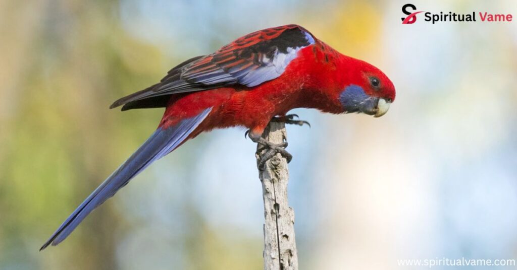 Red Birds to Keep as Pets