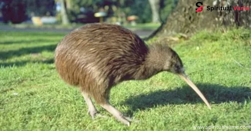 Kiwis (Apteryx) 
