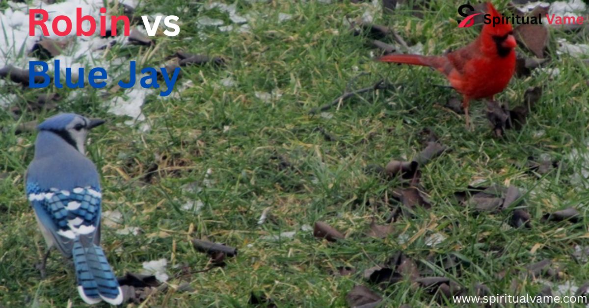 Robin vs Blue Jay