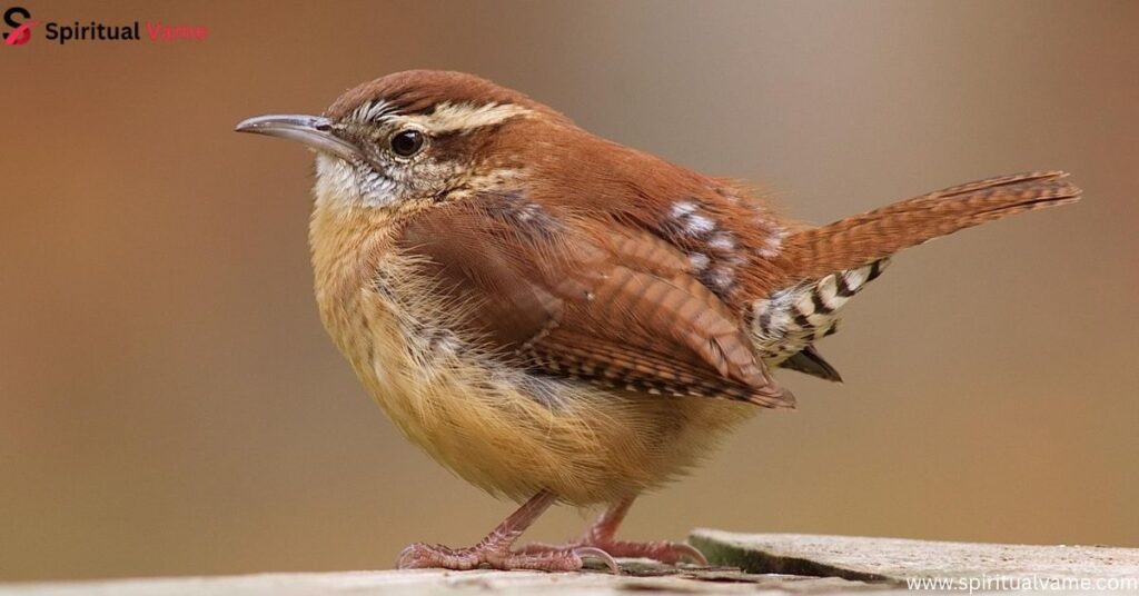 Carolina Wren
