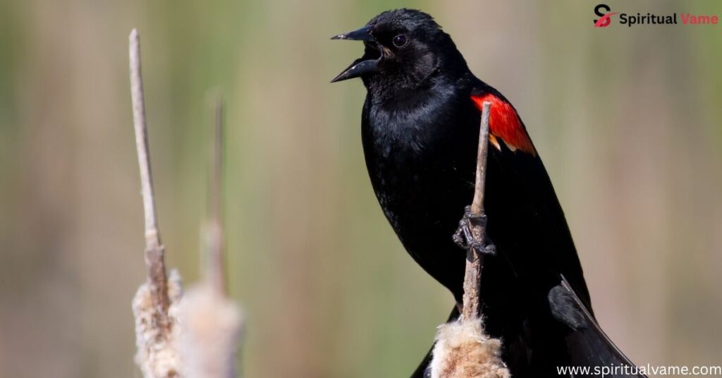 Red-Winged Blackbird