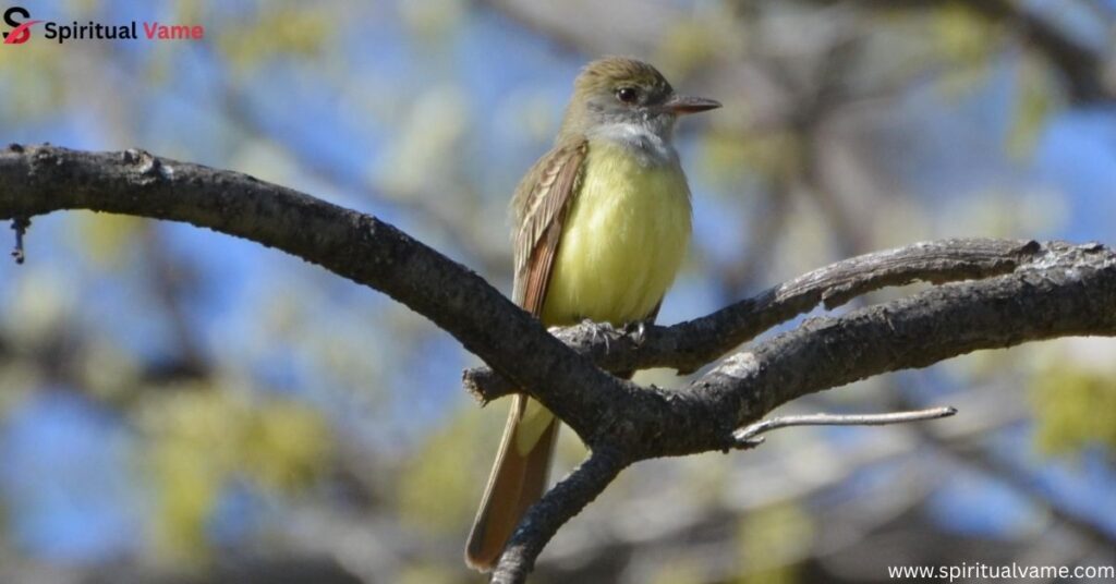Great Crested Flycatcher
