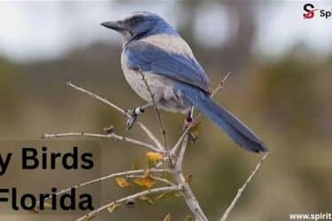 Tiny Birds in Florida