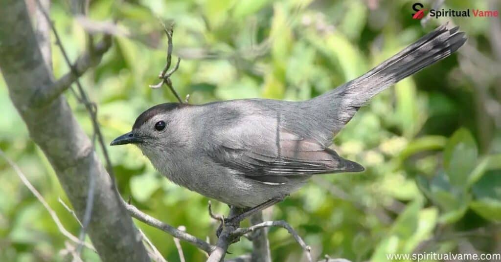 Gray Catbird
