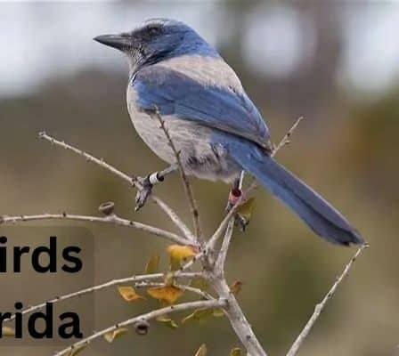 Tiny Birds in Florida