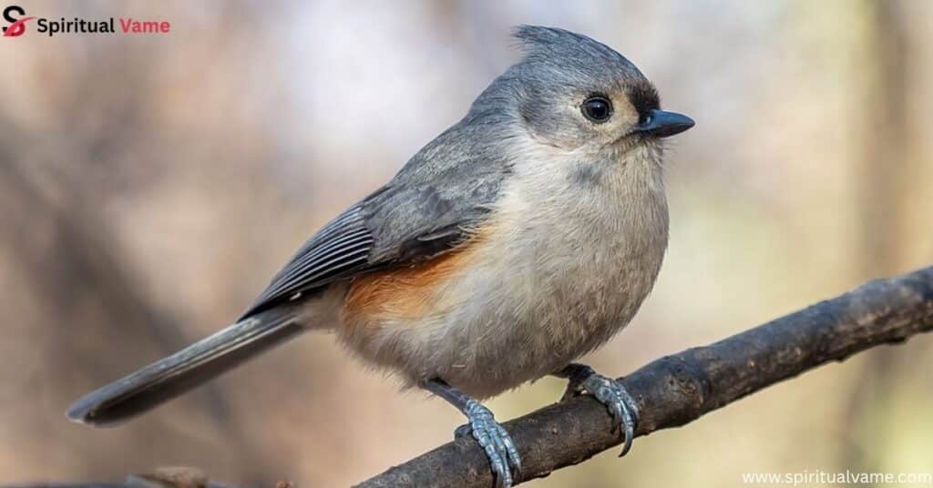 Tufted Titmouse