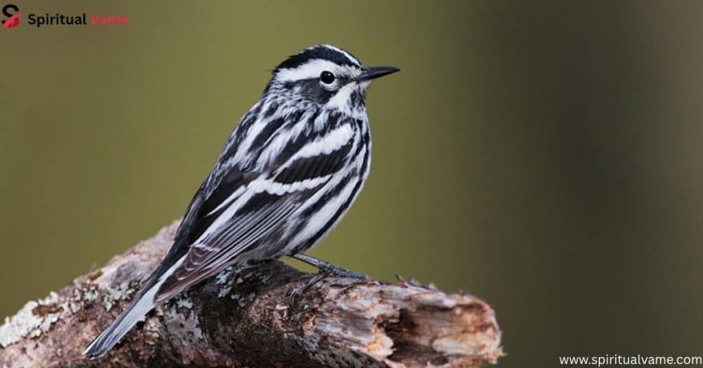 Black-and-white Warbler
