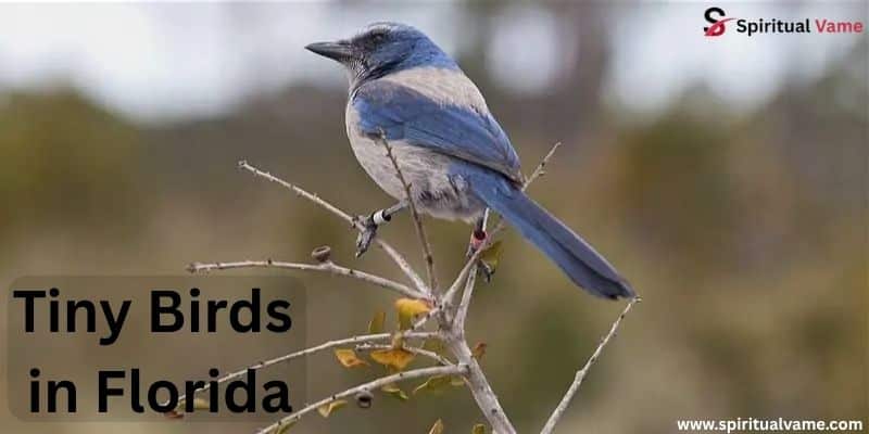 Tiny Birds in Florida