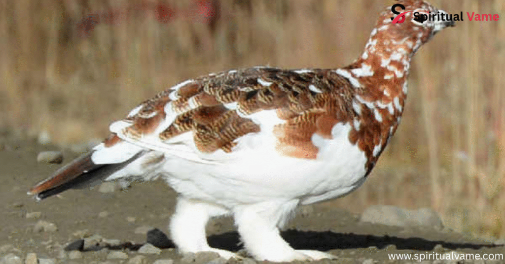 White Birds in Alaska