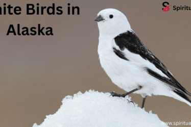 White Birds in Alaska