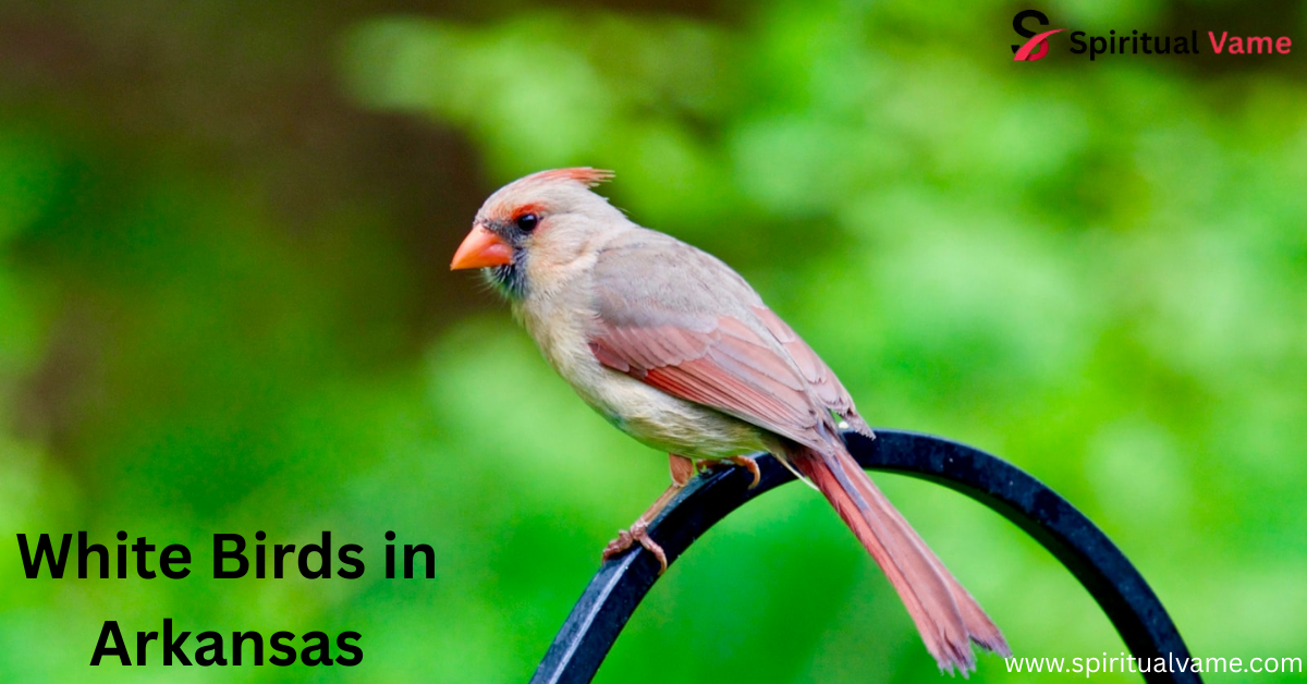 White Birds in Arkansas