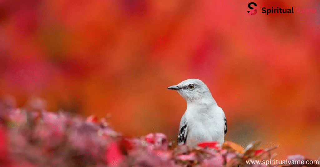 White Birds in Arkansas