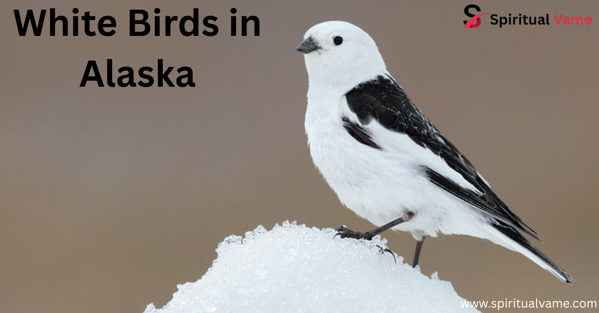 White Birds in Alaska
