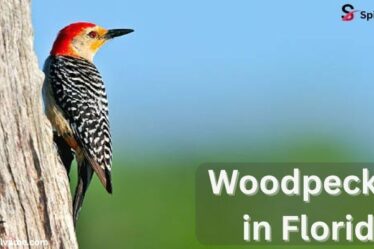 Woodpeckers in Florida