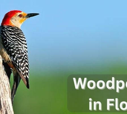 Woodpeckers in Florida
