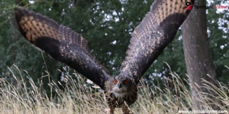 Largest Birds in Arkansas