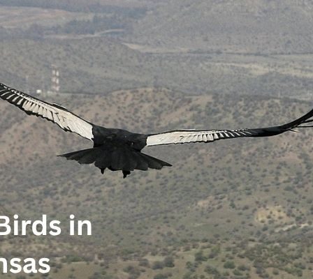 Largest Birds in Arkansas