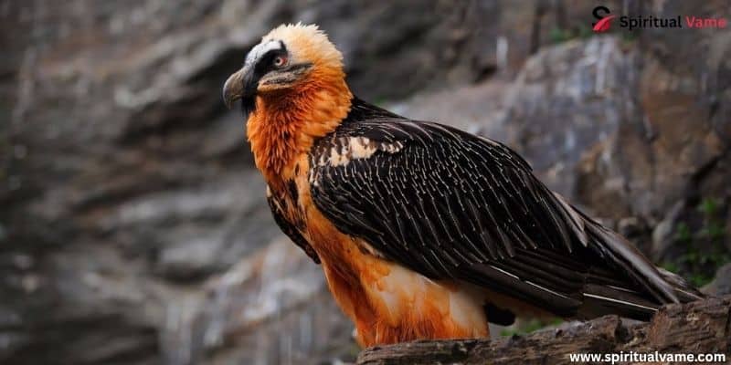 Largest Birds in Arkansas