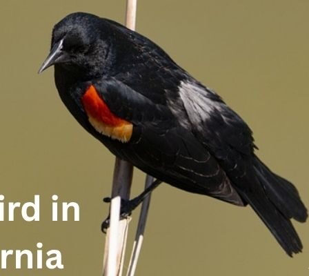 Blackbird in California