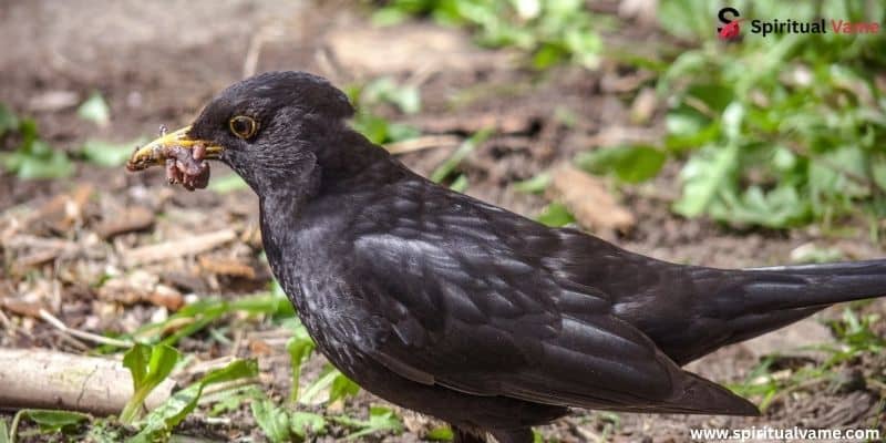 Blackbird in California