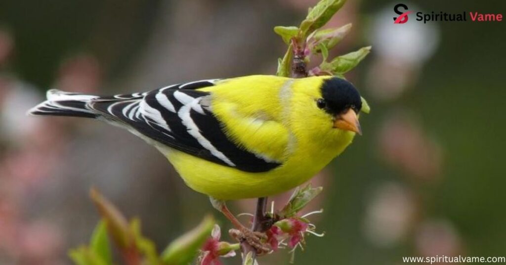 American Goldfinch
