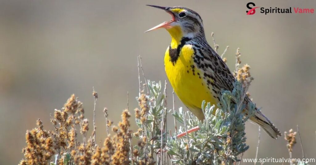 Western Meadowlark