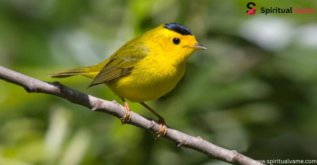 Wilson’s Warbler