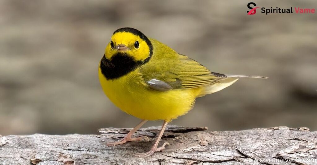 Hooded Warbler