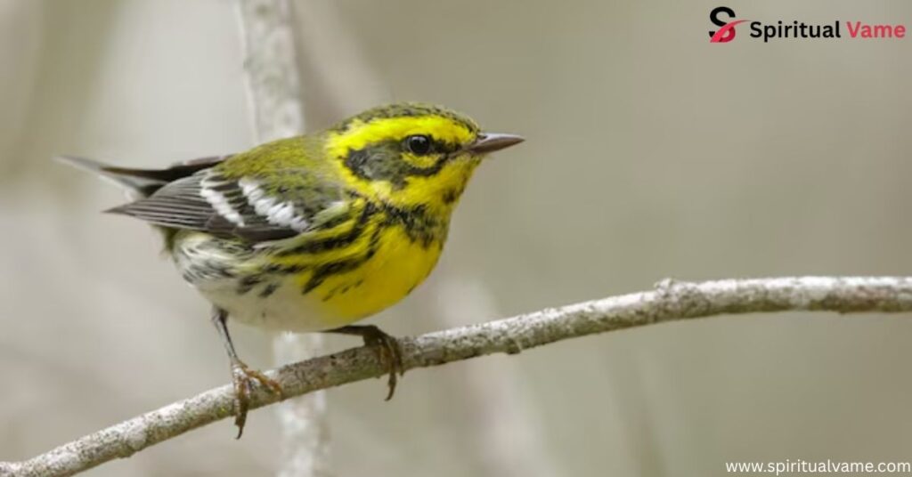 Townsend’s Warbler