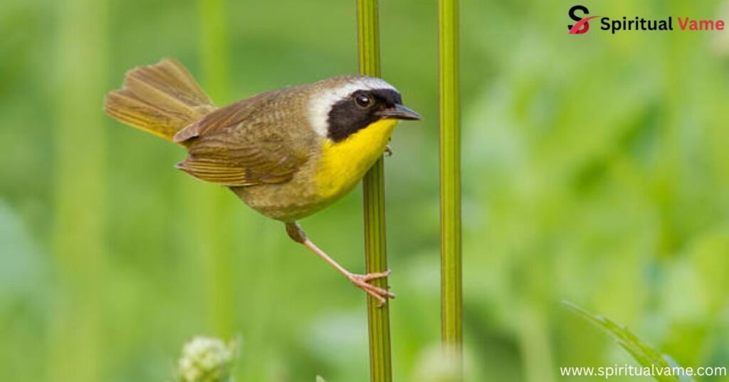 Common Yellowthroat