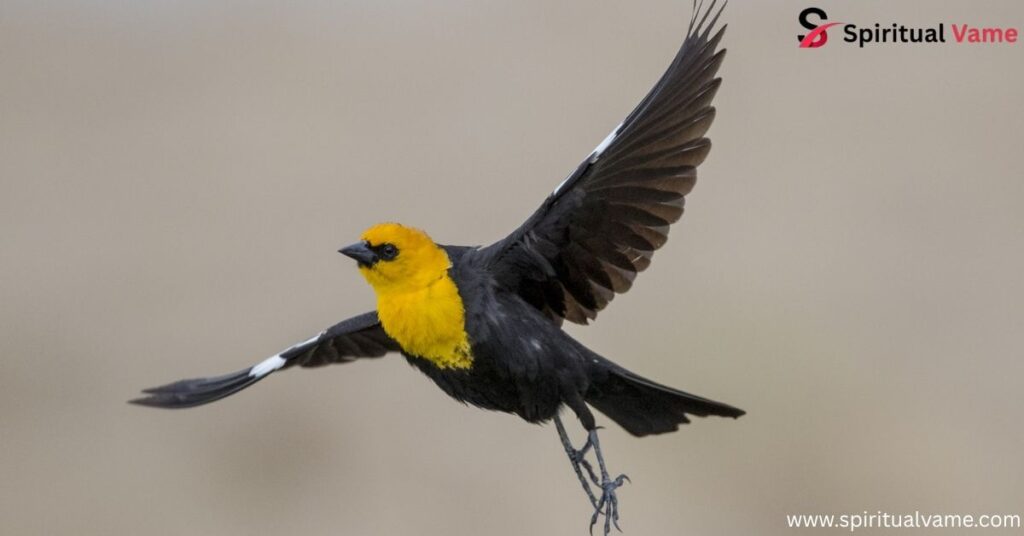 Yellow-headed Blackbird