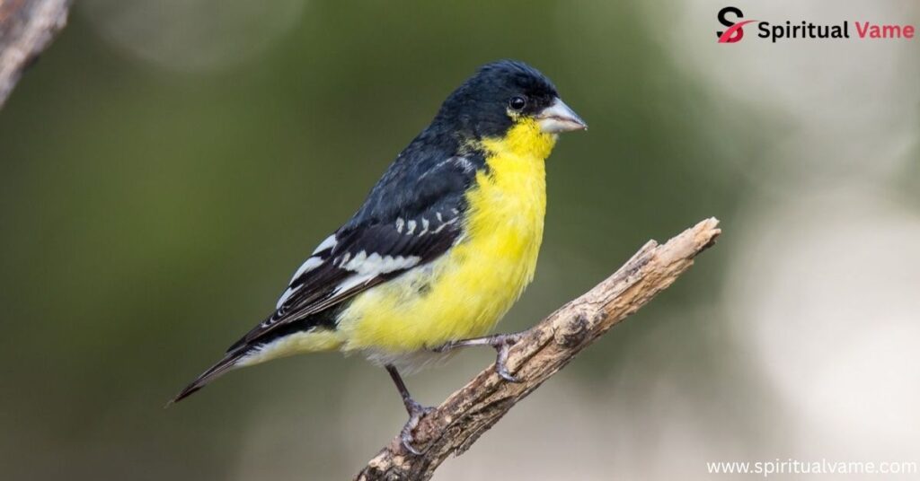Lesser Goldfinch