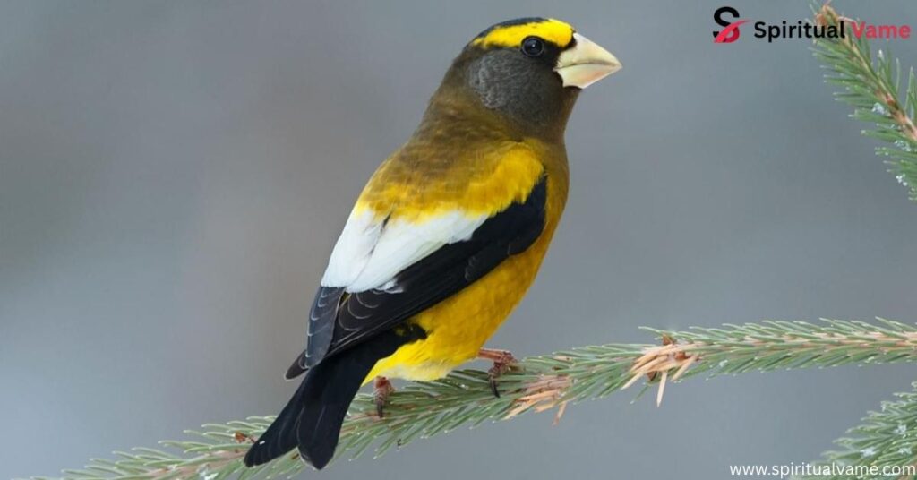 Evening Grosbeak