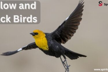 Yellow and Black Birds